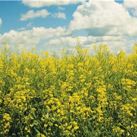 Image - Corteva and BP Launch Biofuel Feedstock Joint Venture Etlas